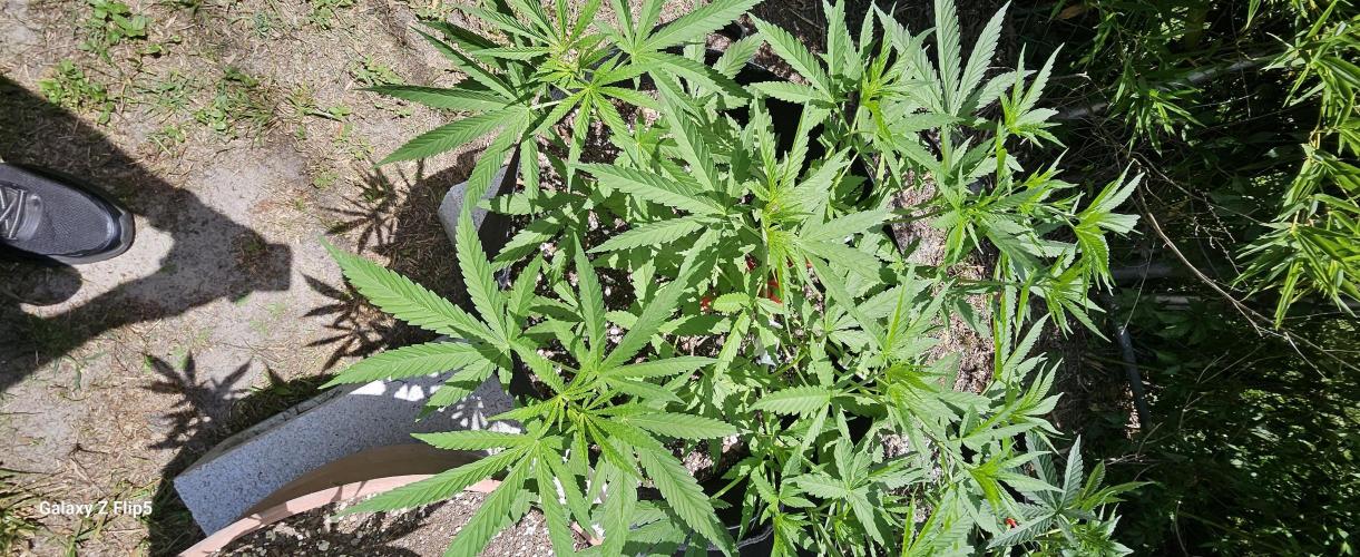 Photo hybrids. Week 6