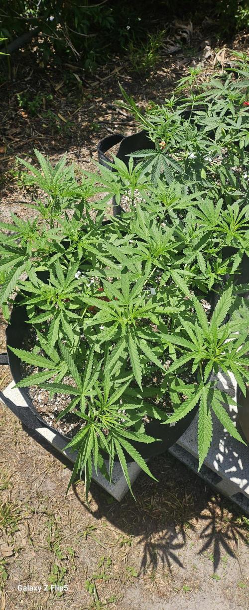 Photo hybrids. Week 6