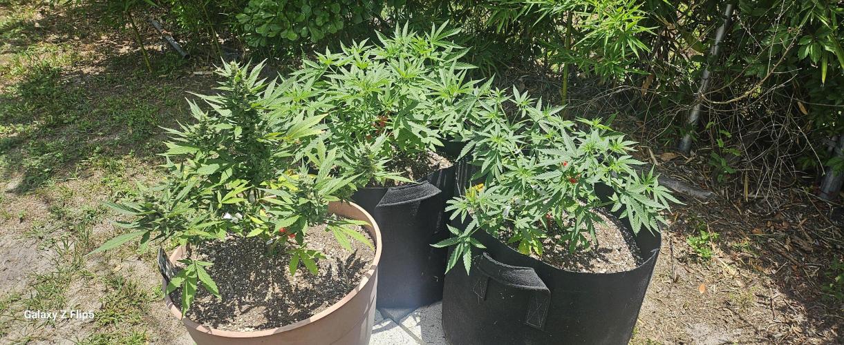 Photo hybrids. Week 6
