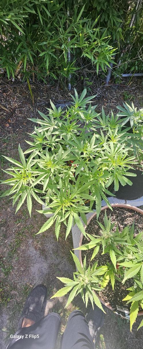 Photo hybrids. Week 7