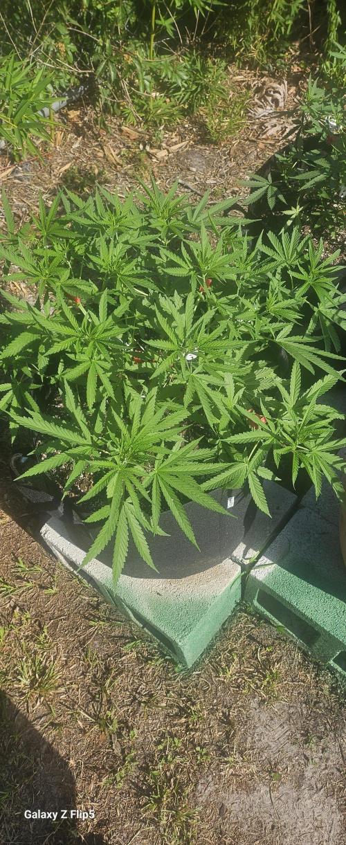 Photo hybrids. Week 7
