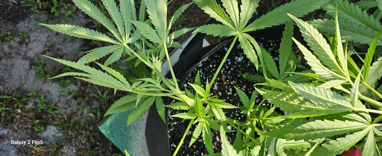 Photo hybrids. Week 7