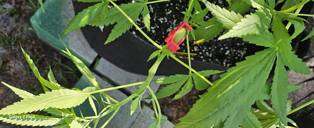 Photo hybrids. Week 7