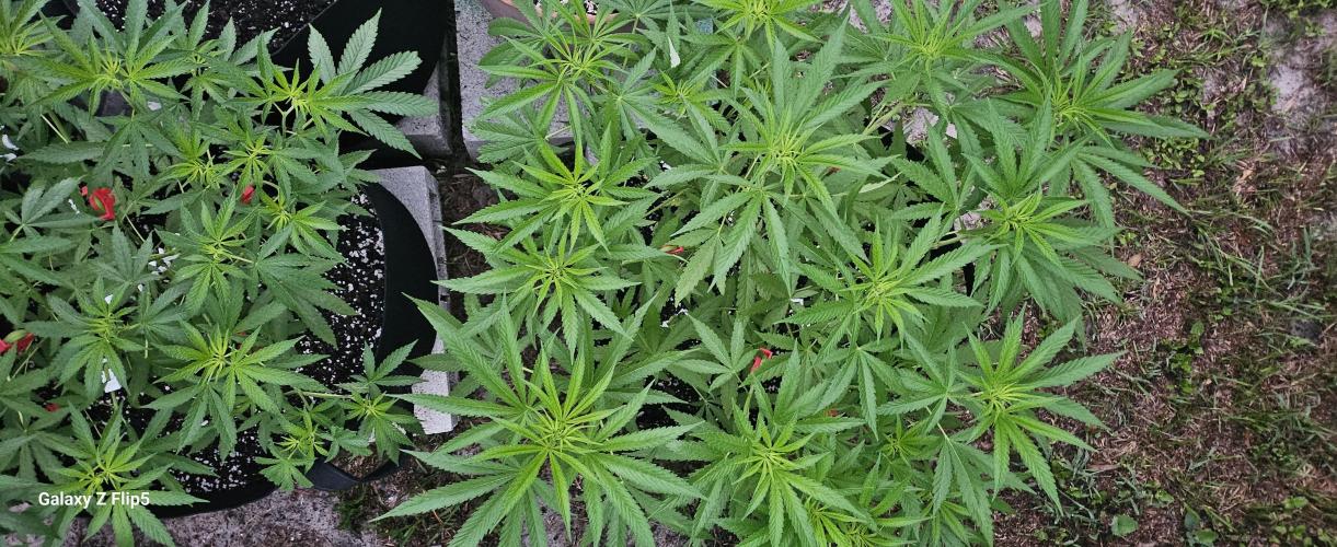 Photo hybrids. Week 7