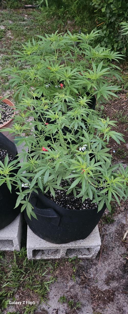 Outdoor photos part 2 continue. Week 6