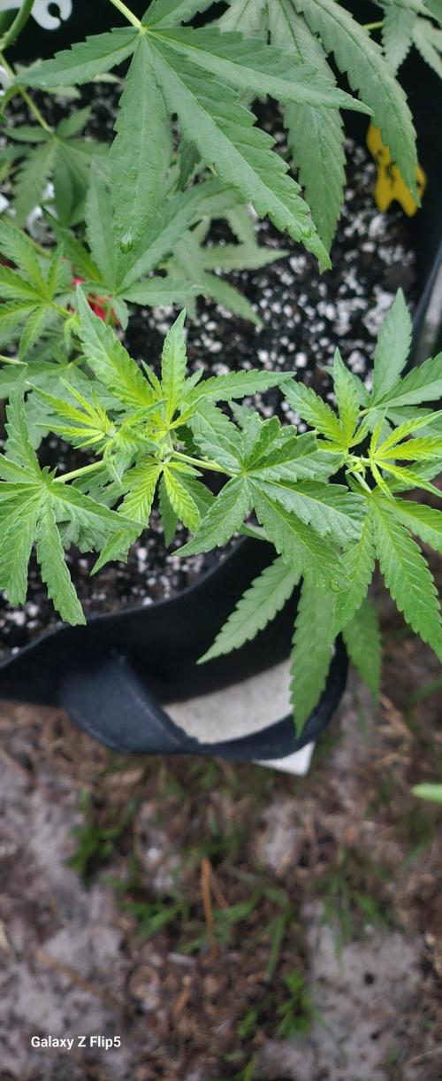 Grimm Glue. Week 6
