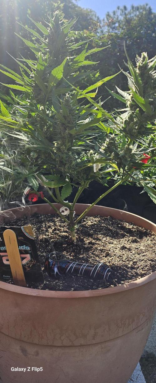 Second attempt at Autos. Week 8