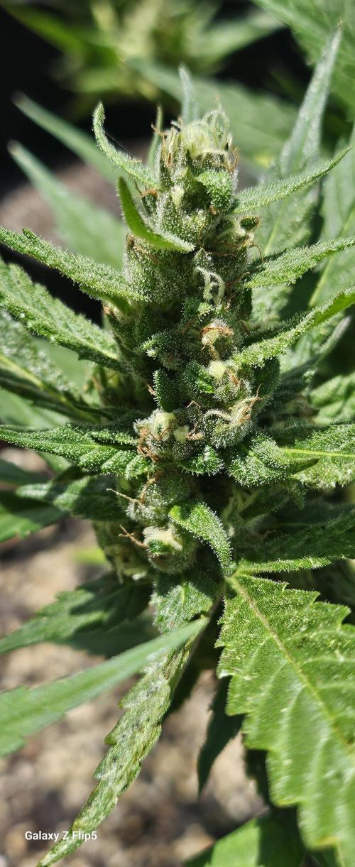 Second attempt at Autos. Week 8