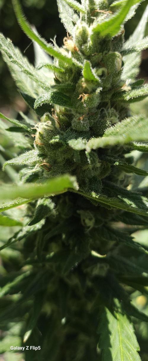 Second attempt at Autos. Week 8