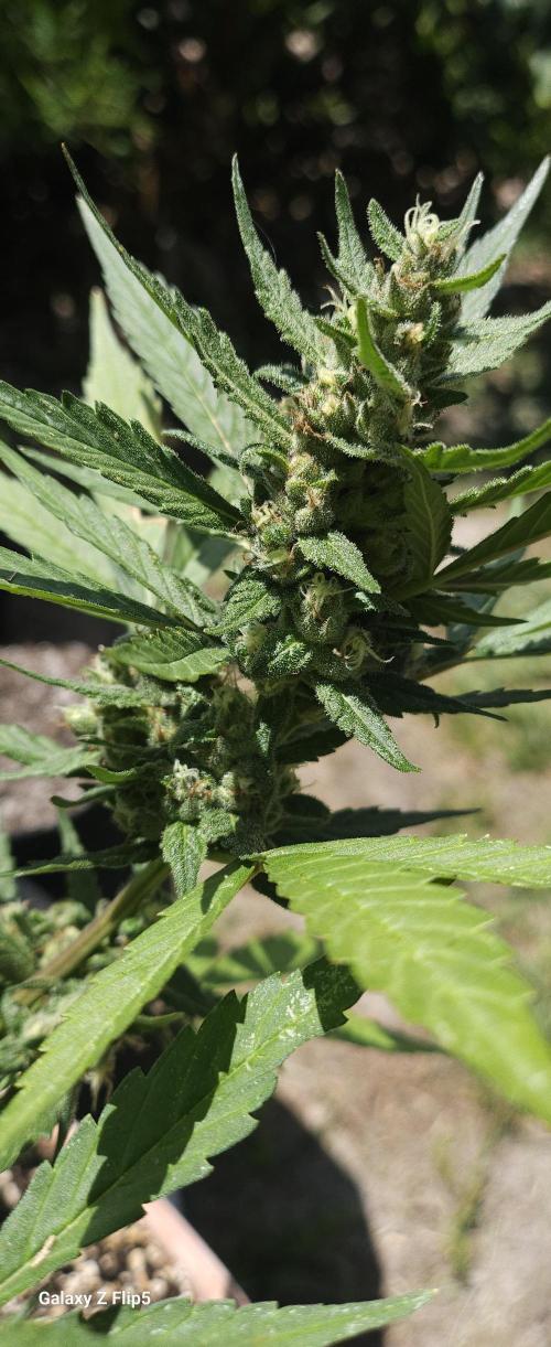 Second attempt at Autos. Week 8
