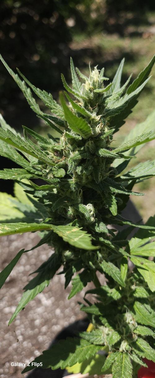 Second attempt at Autos. Week 8