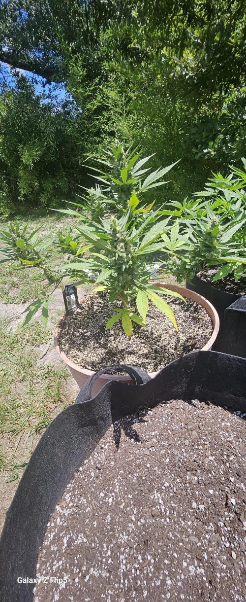 Second attempt at Autos. Week 8
