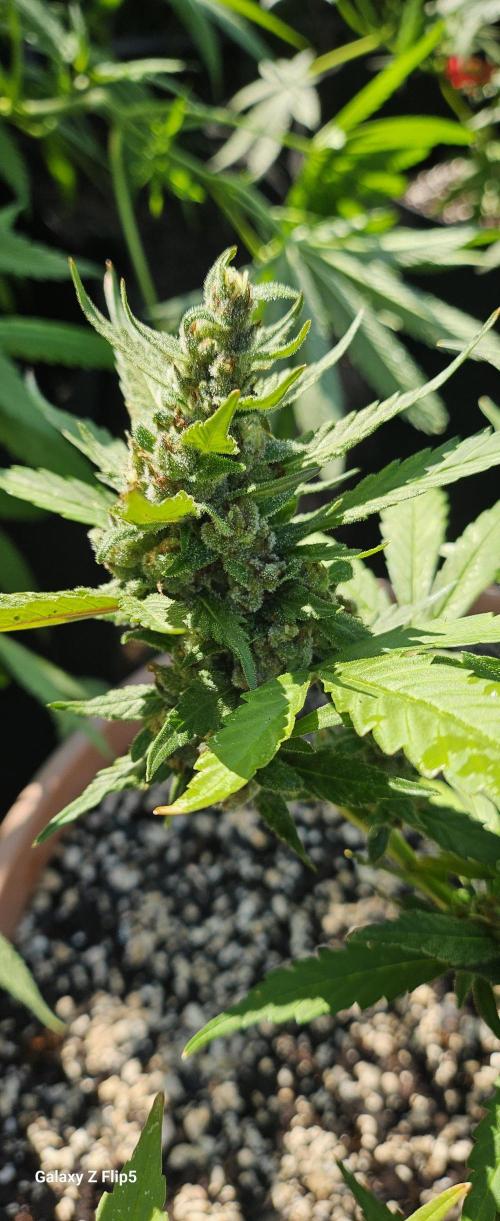 Second attempt at Autos. Week 8
