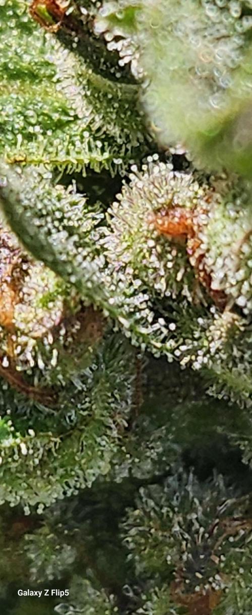 Second attempt at Autos. Week 8