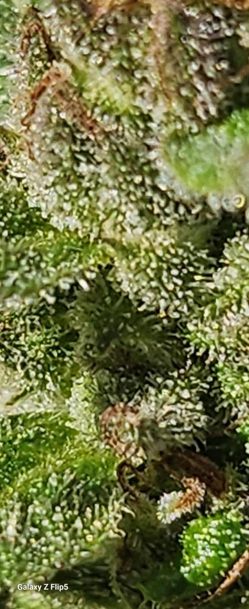 Second attempt at Autos. Week 8
