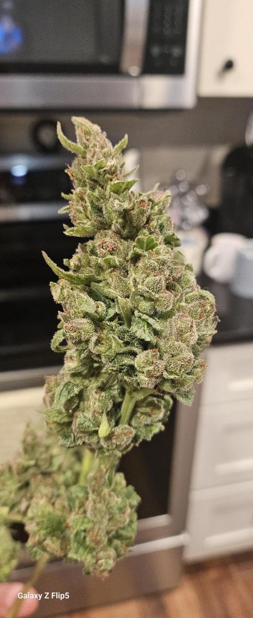 Second attempt at Autos. Week 9
