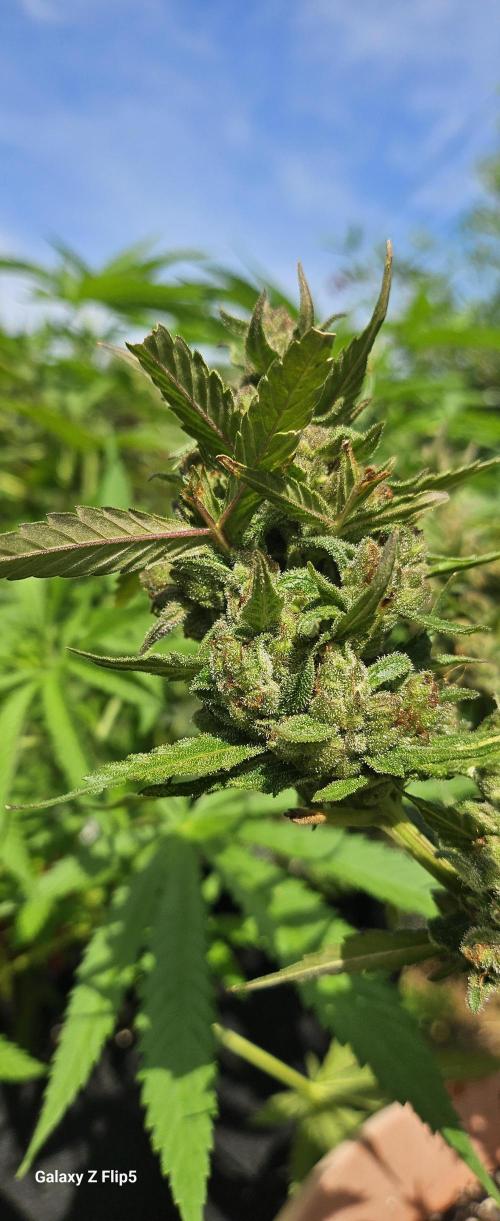 Second attempt at Autos. Week 9