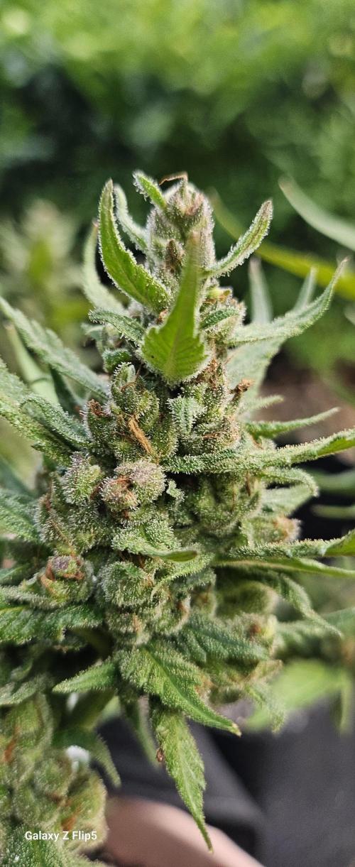Strawberry Gorilla Auto. Week 9
