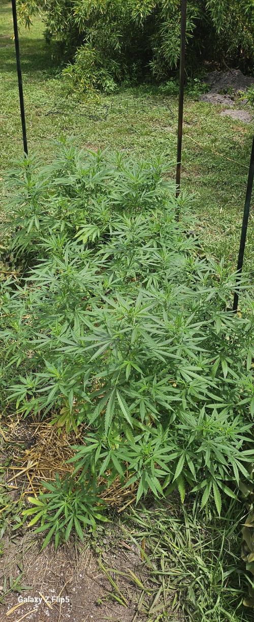 Outdoor photos part 2 continue. Week 10