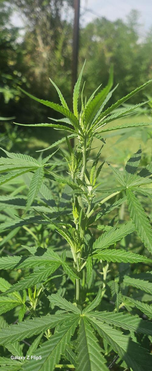 Outdoor photos part 2 continue. Week 10