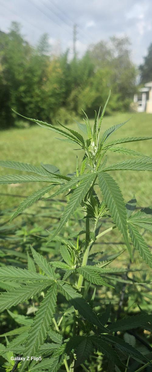Outdoor photos part 2 continue. Week 10