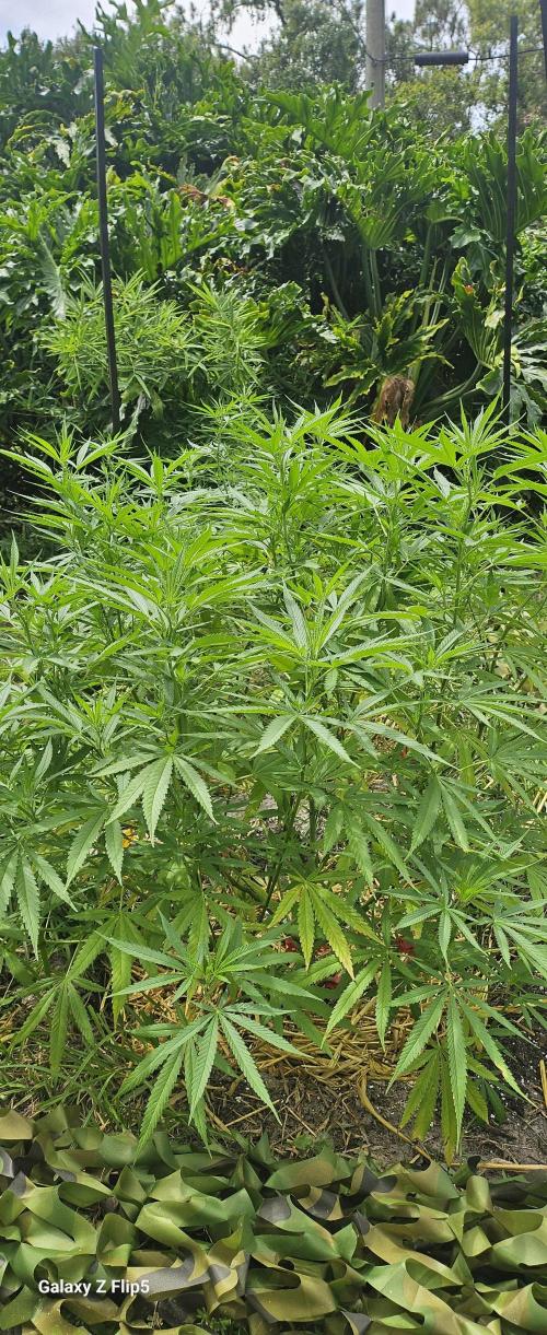Photo hybrids. Week 10
