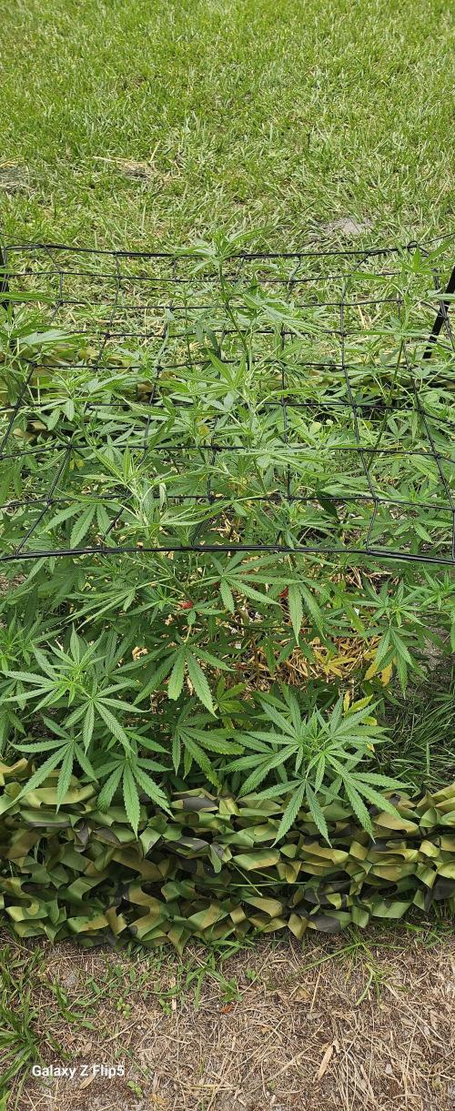 Photo hybrids. Week 10