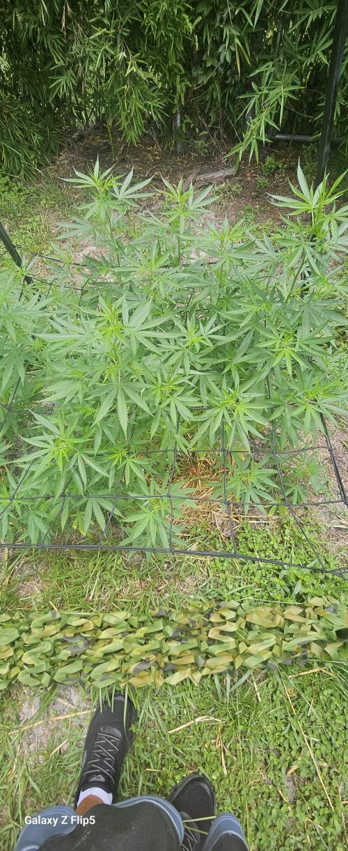 Photo hybrids. Week 10