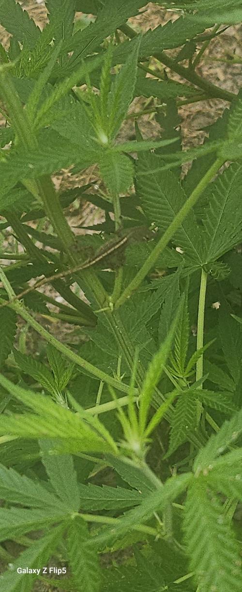 Photo hybrids. Week 10