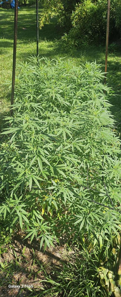 Photo hybrids. Week 13
