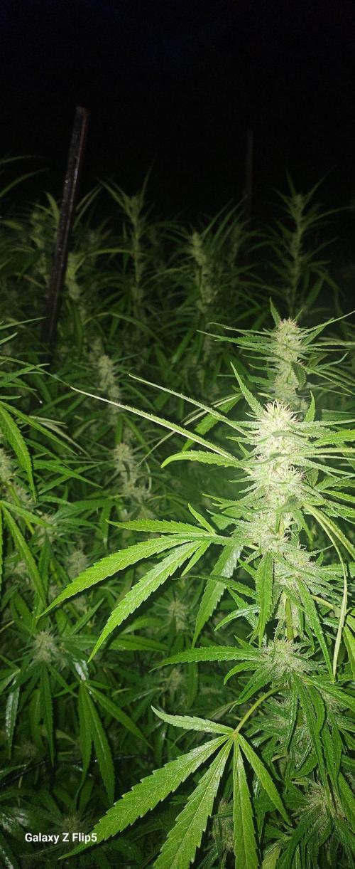 Outdoor photos part 2 continue. Week 18
