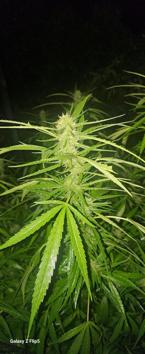 Outdoor photos part 2 continue. Week 18 - Flash photos after a torrential downpour. Thank God for the third layer of scrog