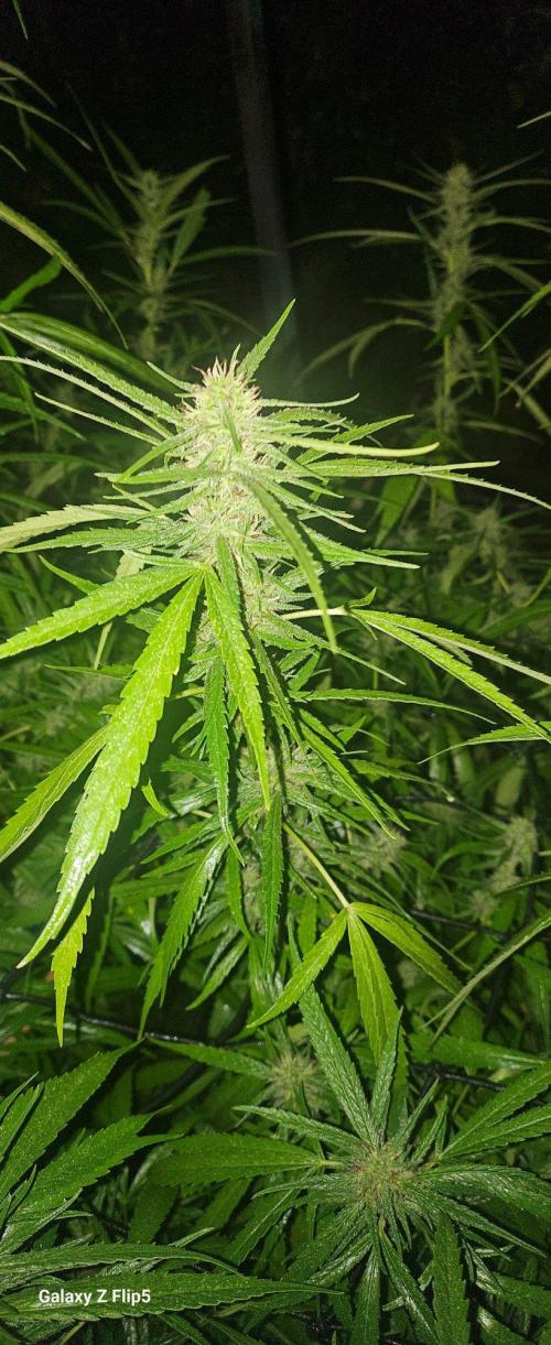 Outdoor photos part 2 continue. Week 18