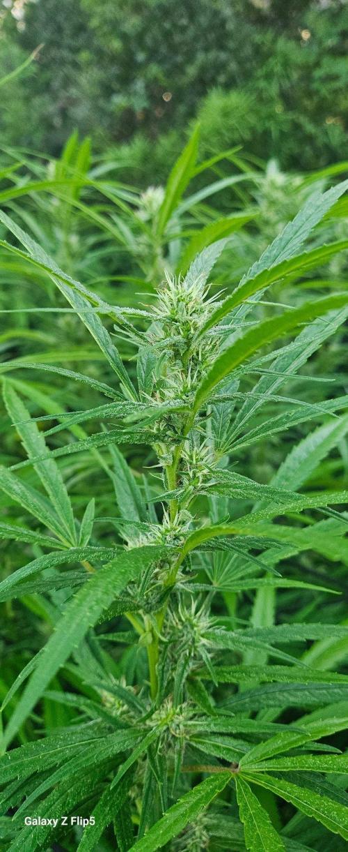 Outdoor photos part 2 continue. Week 18