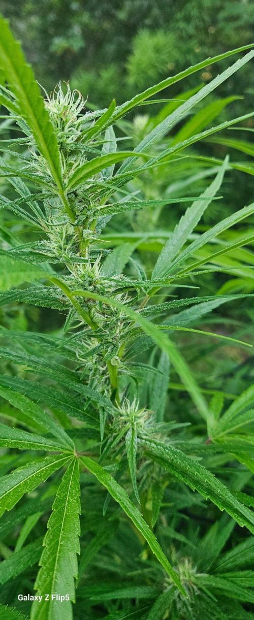 Outdoor photos part 2 continue. Week 18