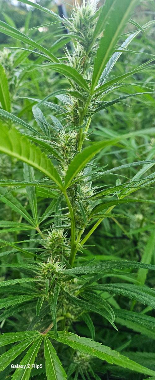 Outdoor photos part 2 continue. Week 18