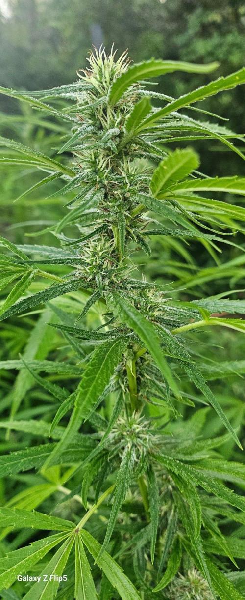 Outdoor photos part 2 continue. Week 18