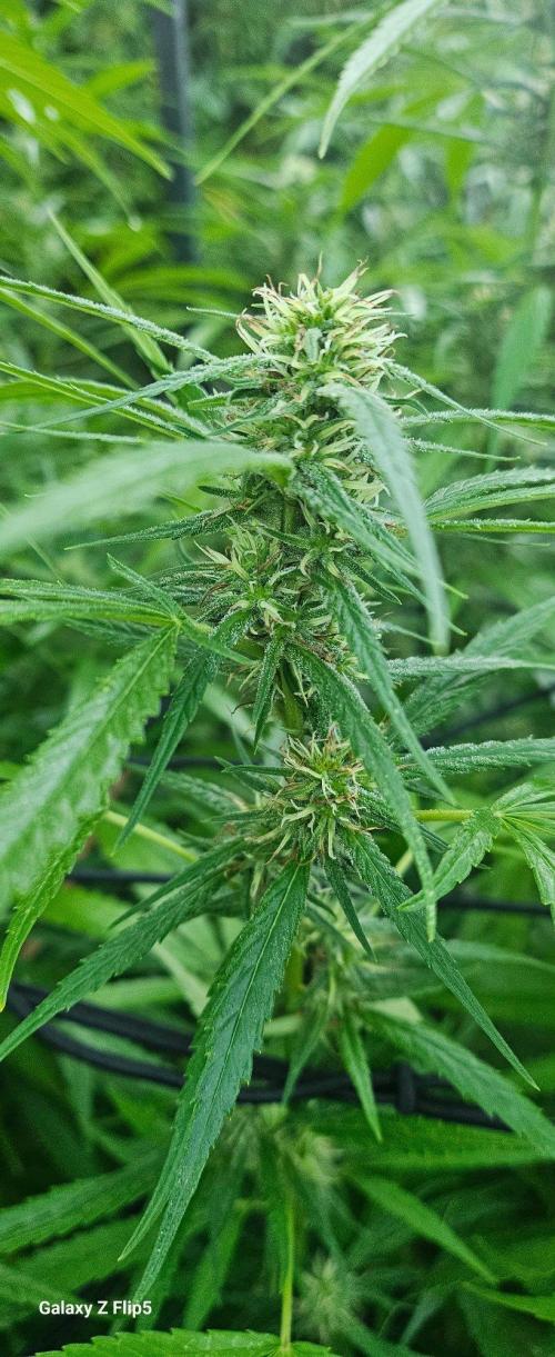 Outdoor photos part 2 continue. Week 18