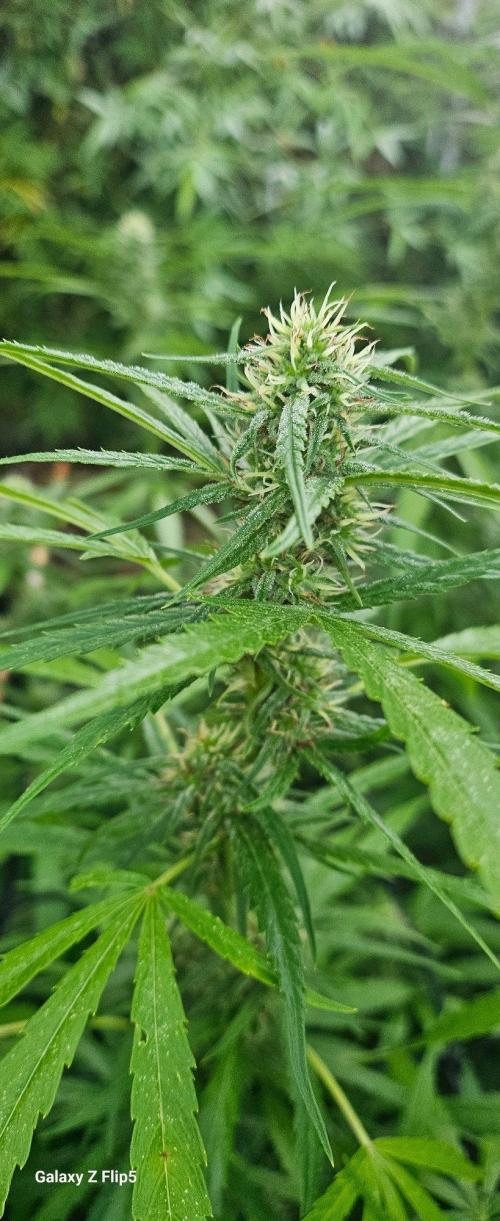 Outdoor photos part 2 continue. Week 18