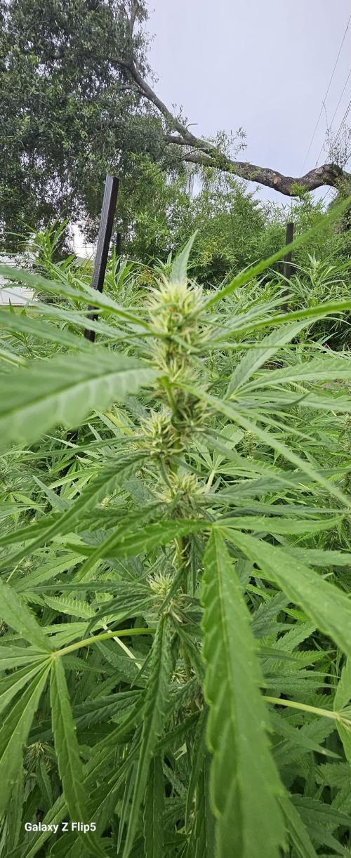 Outdoor photos part 2 continue. Week 18