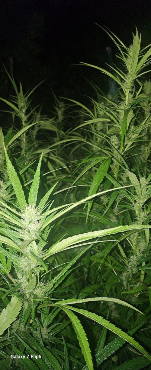 Photo hybrids. Week 18