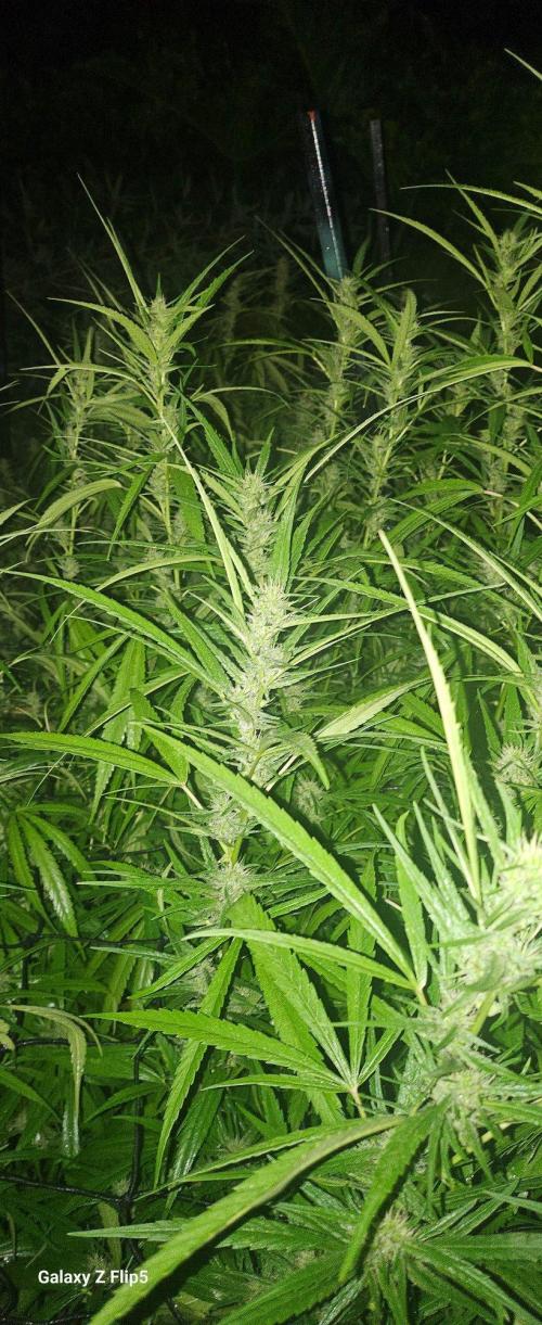 Photo hybrids. Week 18