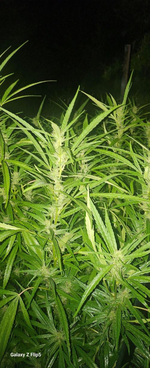 Photo hybrids. Week 18