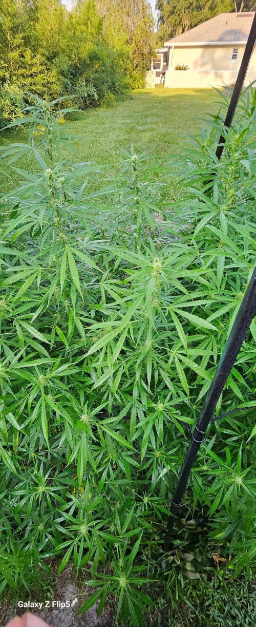 Photo hybrids. Week 18