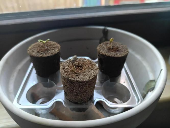 First Time - Amnesia Jelly Auto Outdoors. Week 0