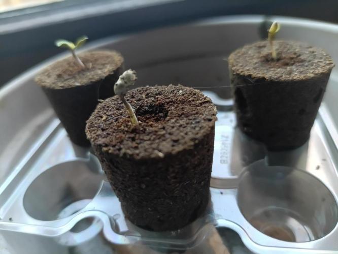 First Time - Amnesia Jelly Auto Outdoors. Week 0
