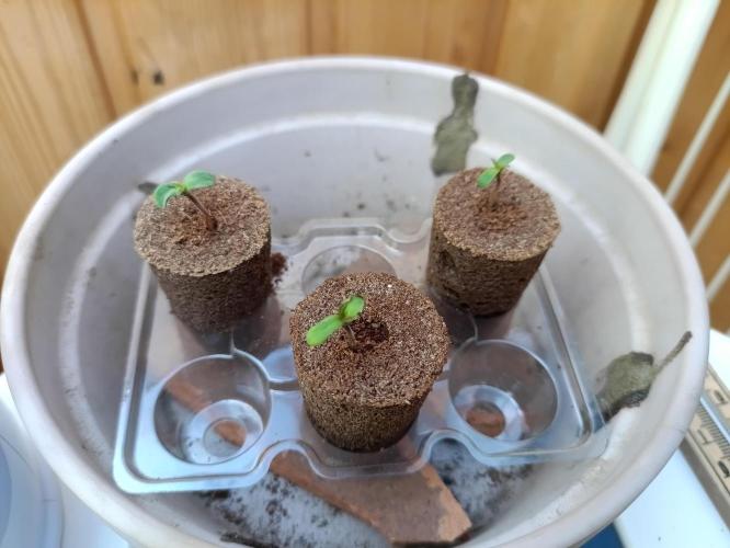 First Time - Amnesia Jelly Auto Outdoors. Week 0