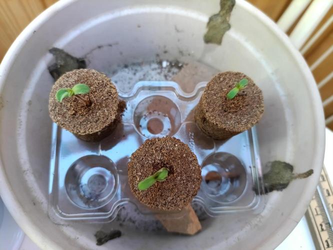First Time - Amnesia Jelly Auto Outdoors. Week 0