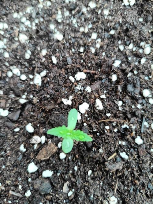Amnesia Jelly. Week 1