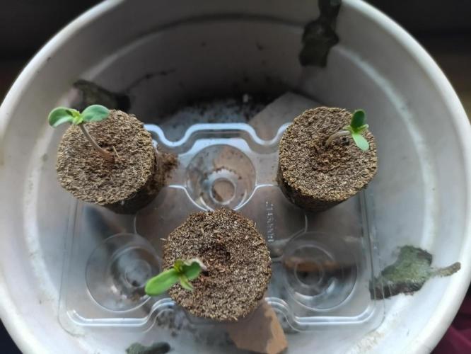 First Time - Amnesia Jelly Auto Outdoors. Week 1